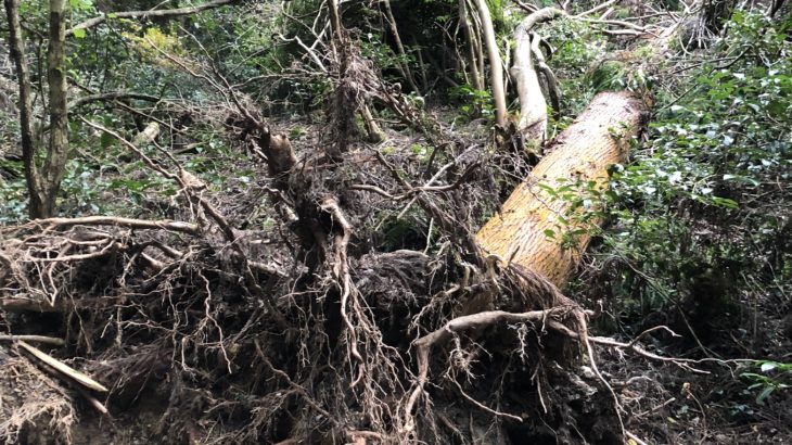 台風により倒壊した樹木画像